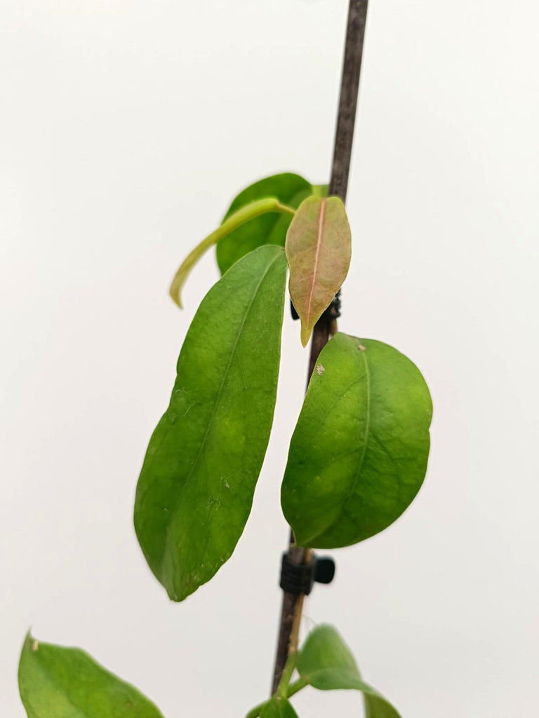 Hoya tannaensis