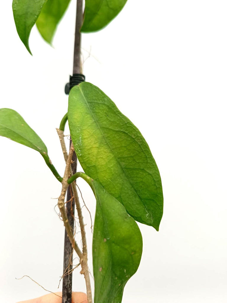 Hoya tannaensis