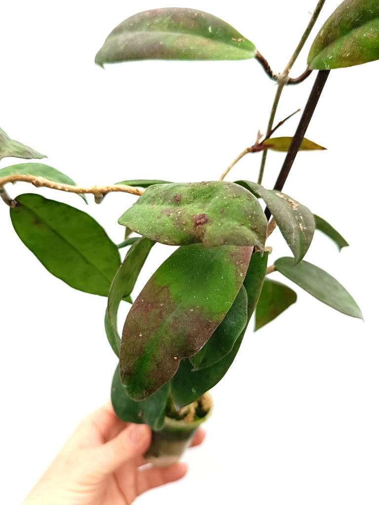 Hoya vitellinoides x sp. 'ut 001'