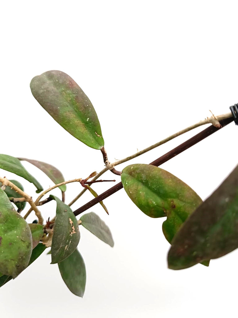 Hoya vitellinoides x sp. 'ut 001'