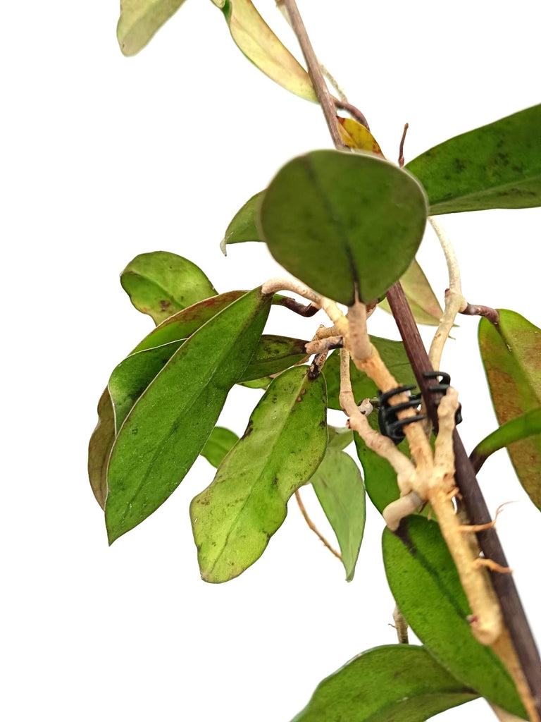 Hoya vitellinoides x sp. 'ut 001'