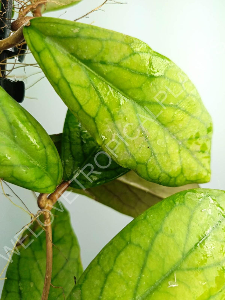 Hoya vitellinoides