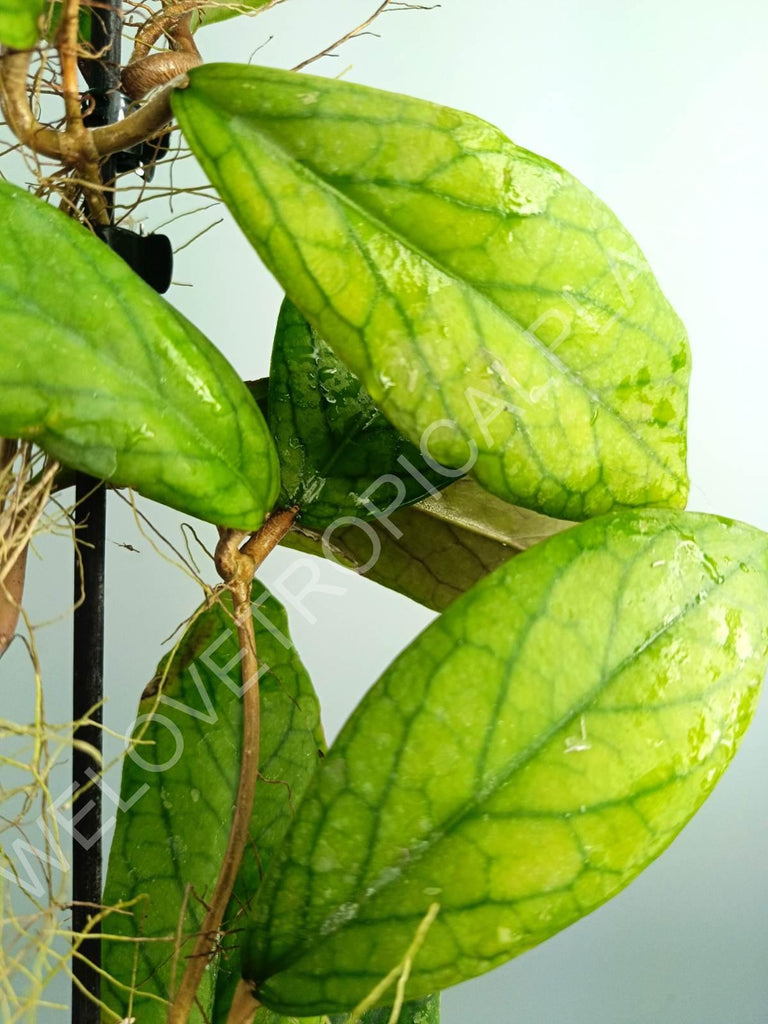 Hoya vitellinoides