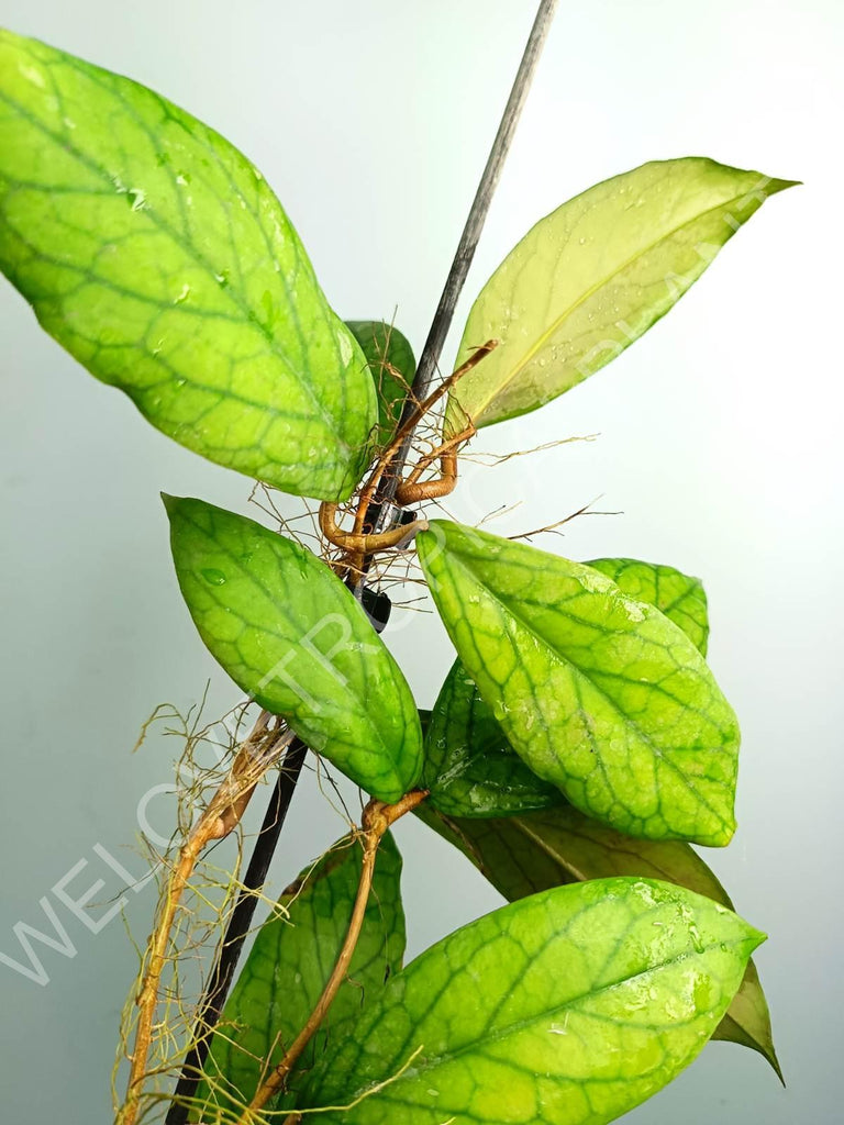 Hoya vitellinoides