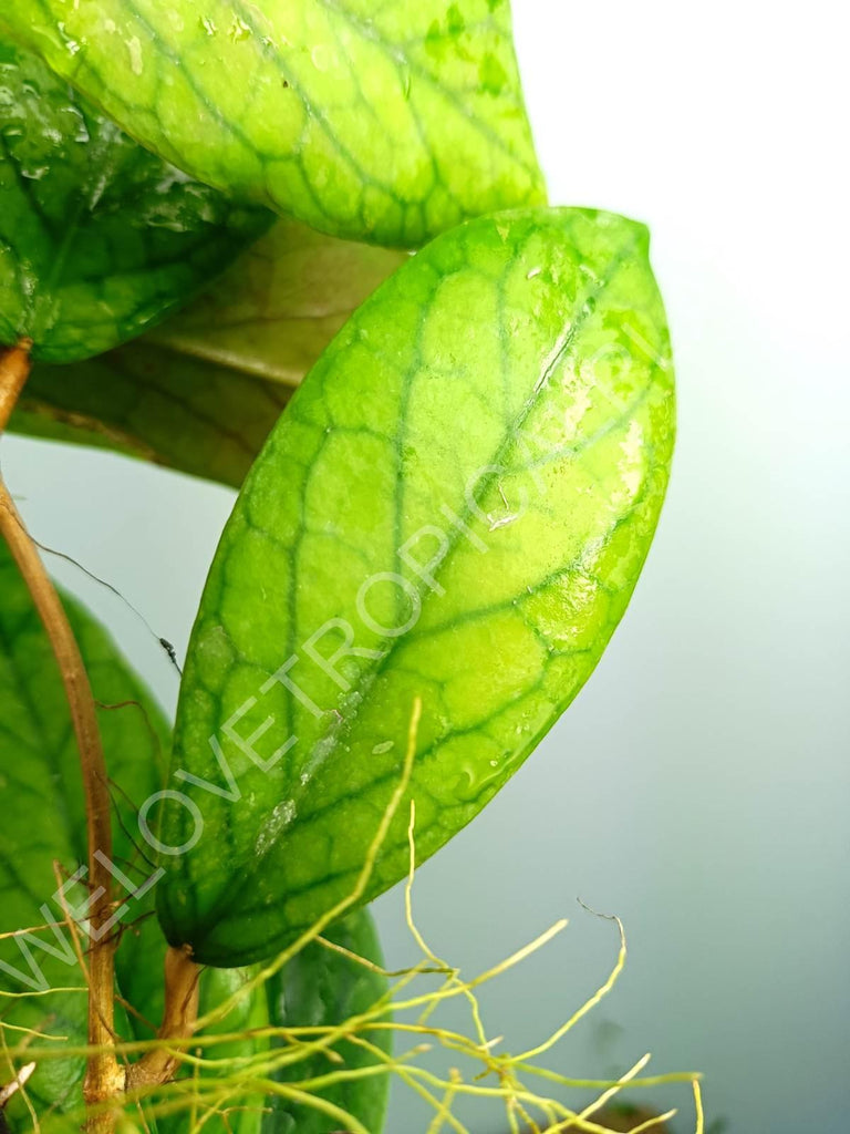 Hoya vitellinoides