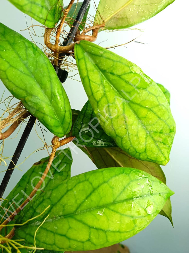 Hoya vitellinoides