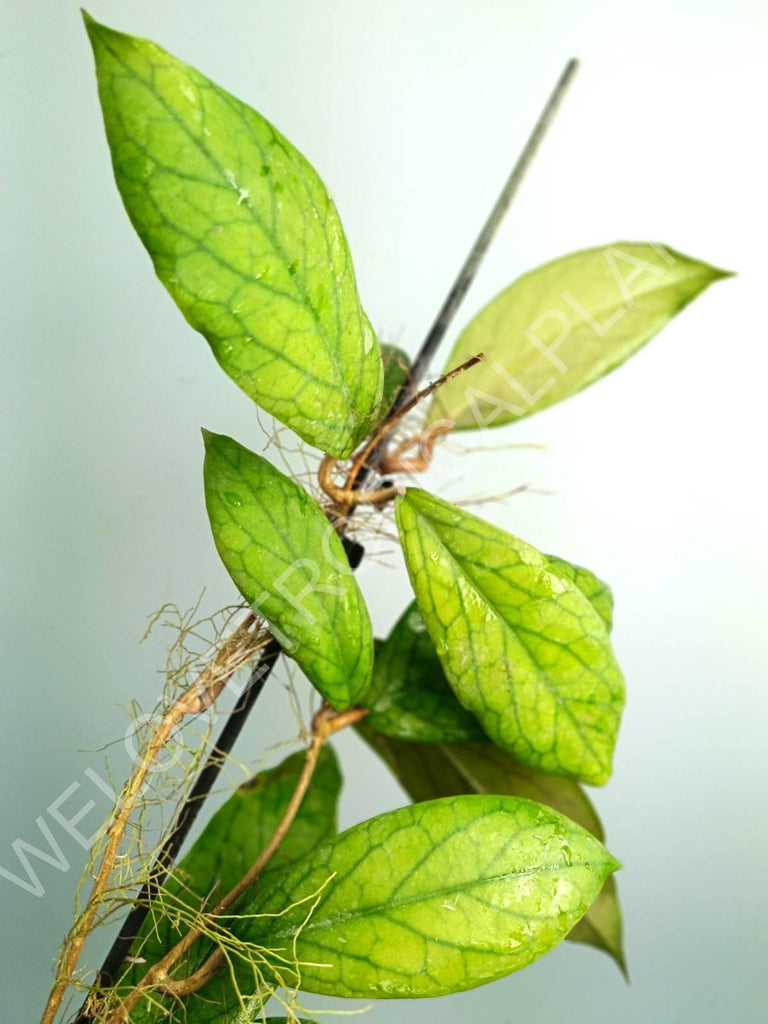 Hoya vitellinoides