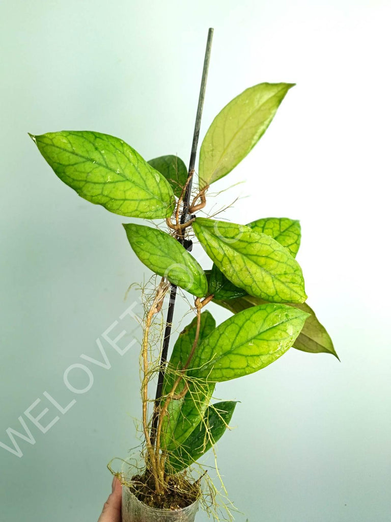 Hoya vitellinoides