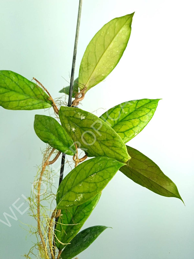 Hoya vitellinoides