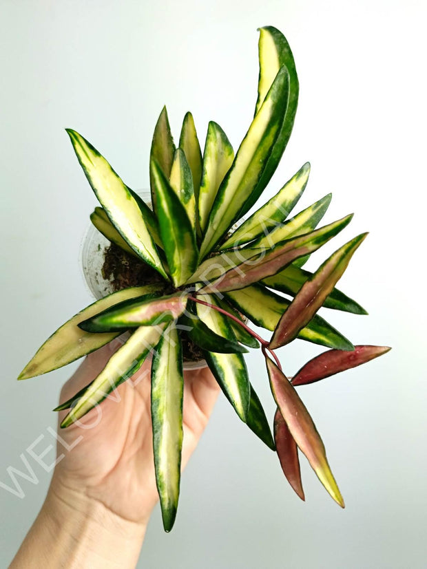 Hoya Wayetii Tricolor - Alam Tropical, tu tienda de plantas tropicales