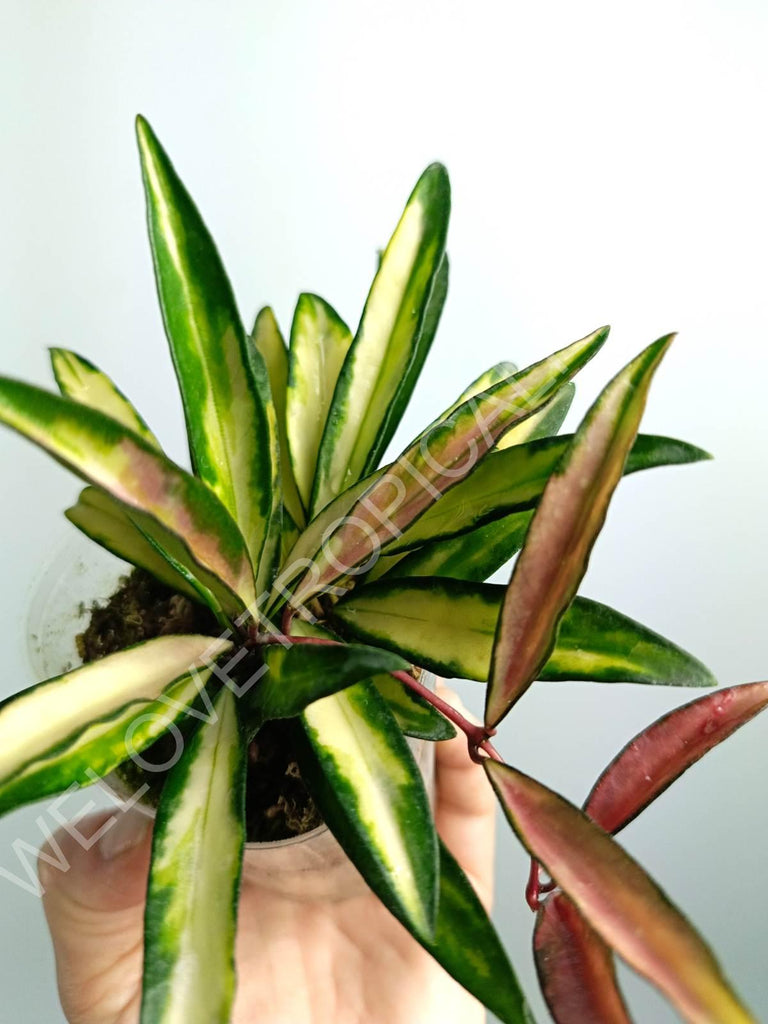 Hoya wayetii variegata