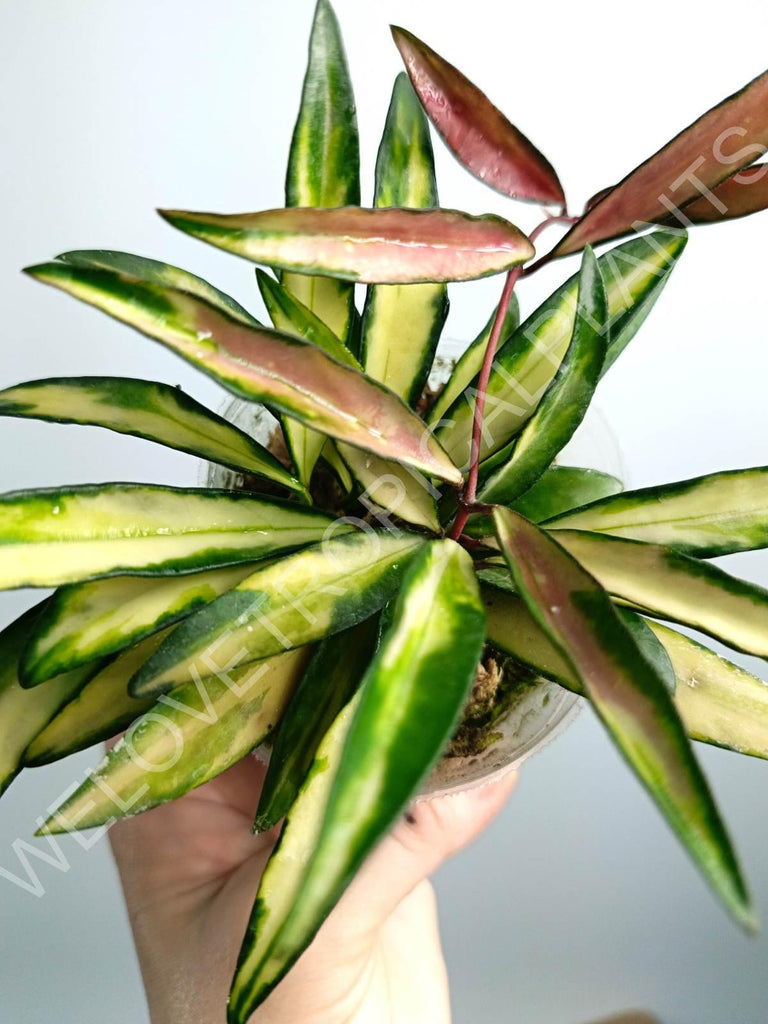 Hoya wayetii variegata