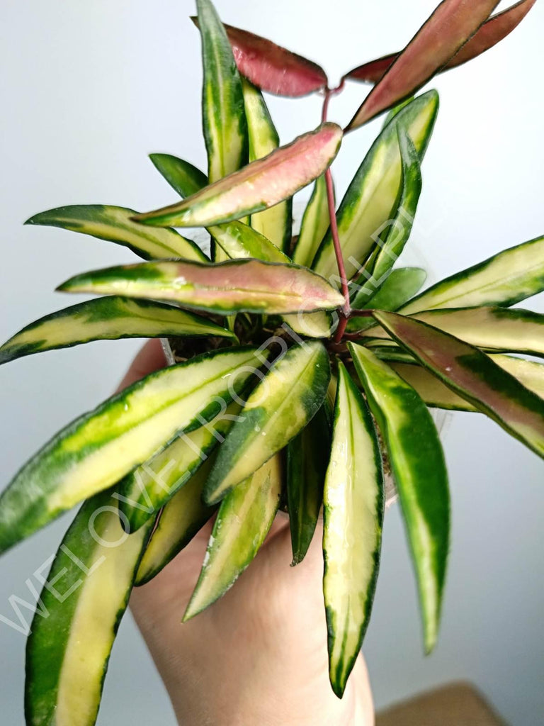 Hoya wayetii variegata