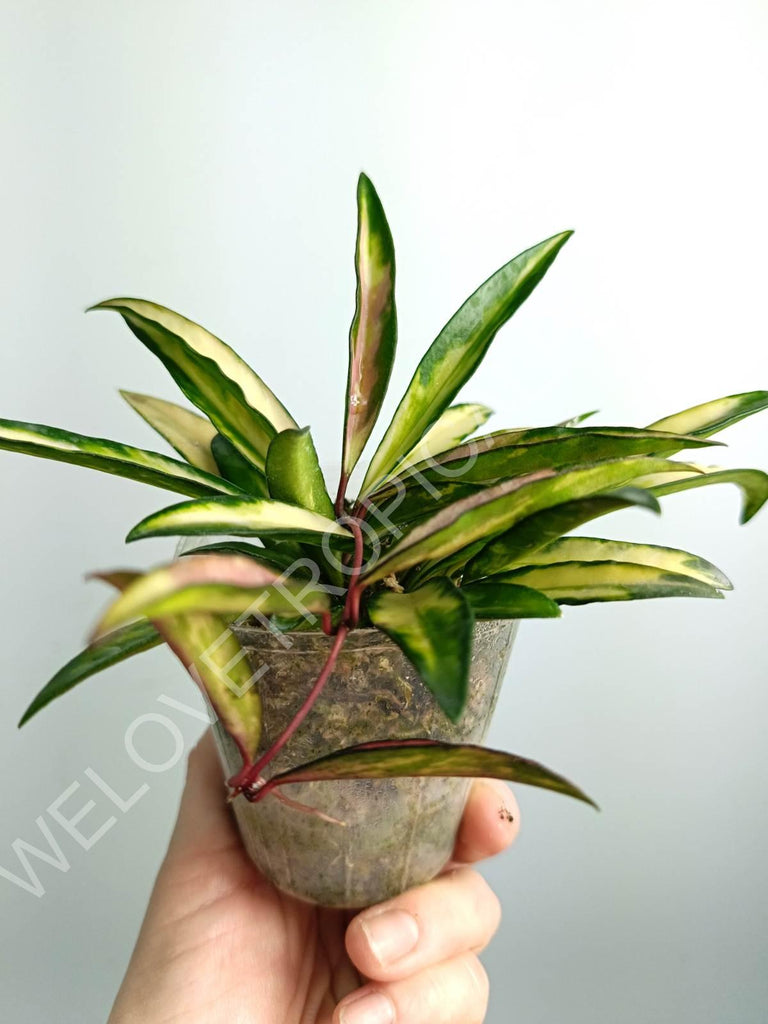 Hoya wayetii variegata