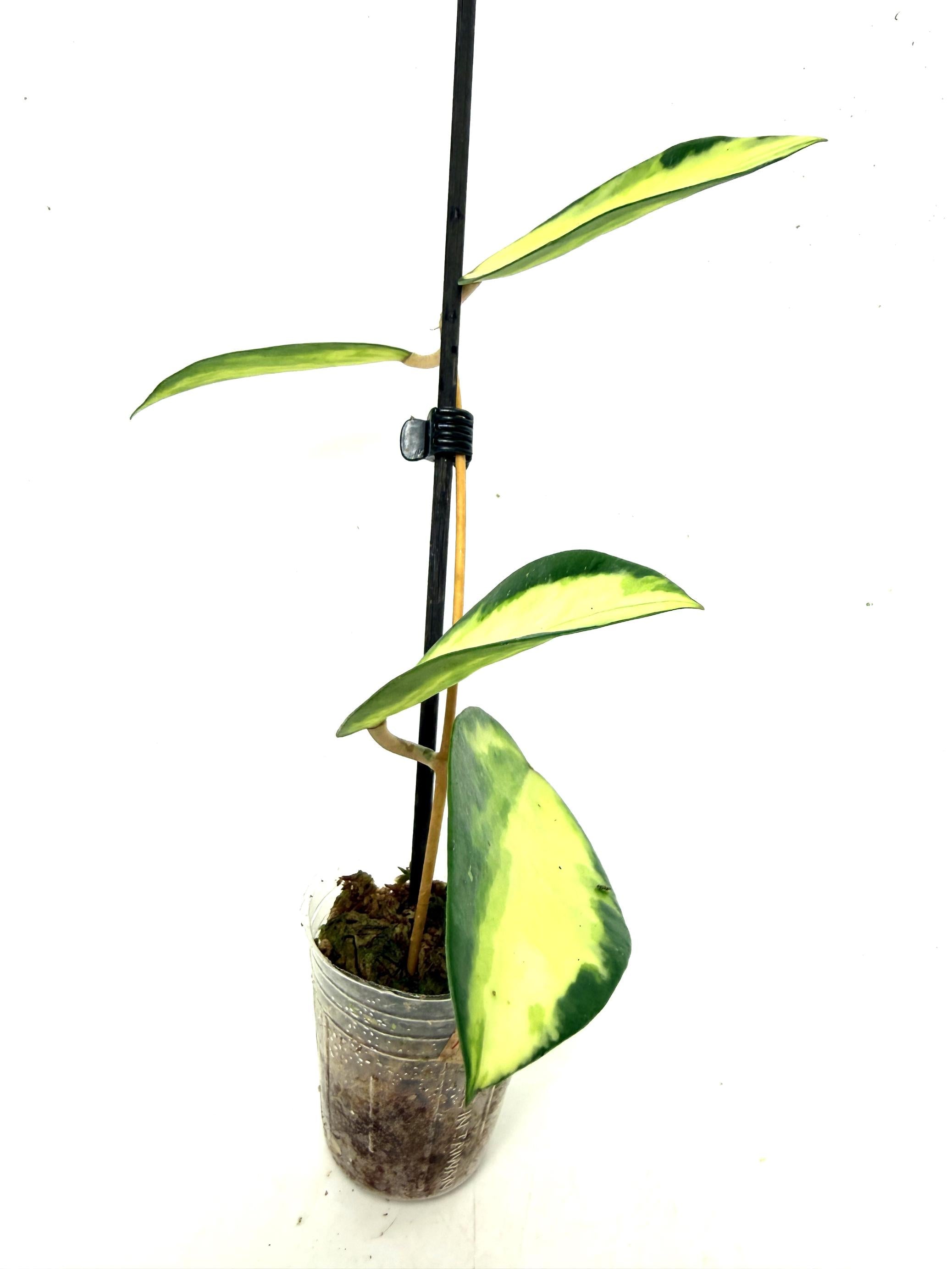 hoya_acuta_variegata