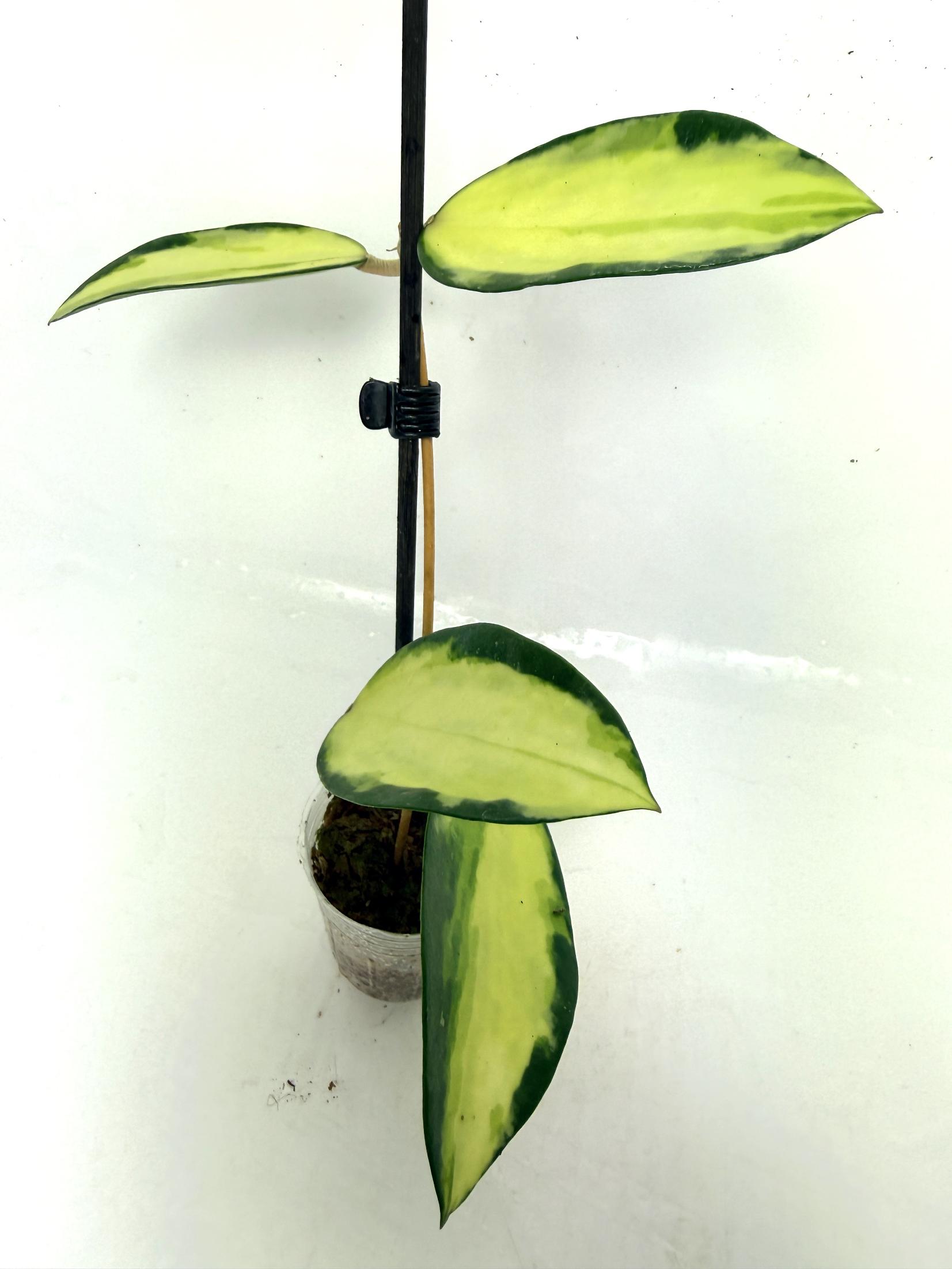 hoya_acuta_variegata