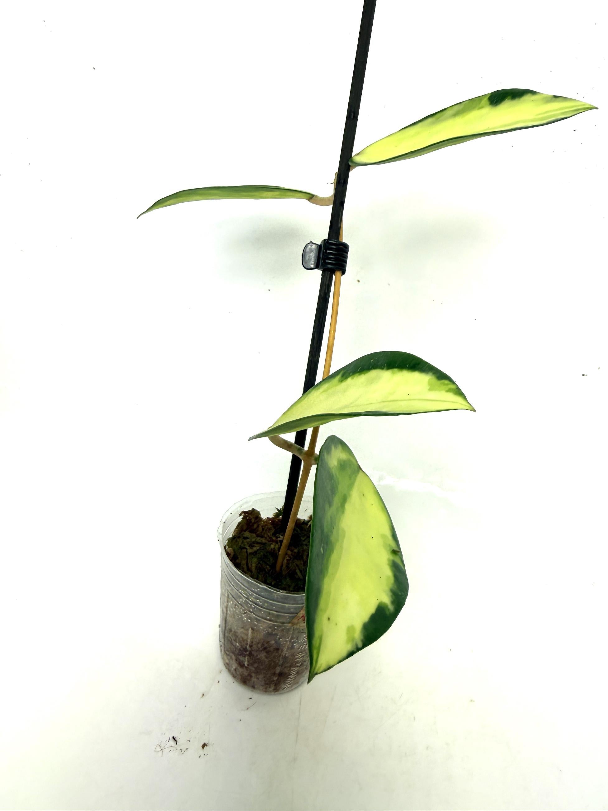 hoya_acuta_variegata