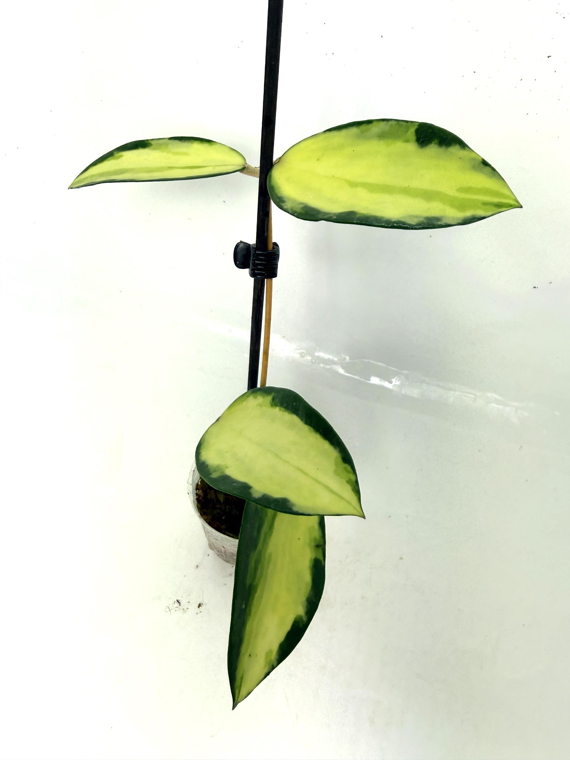 hoya_acuta_variegata