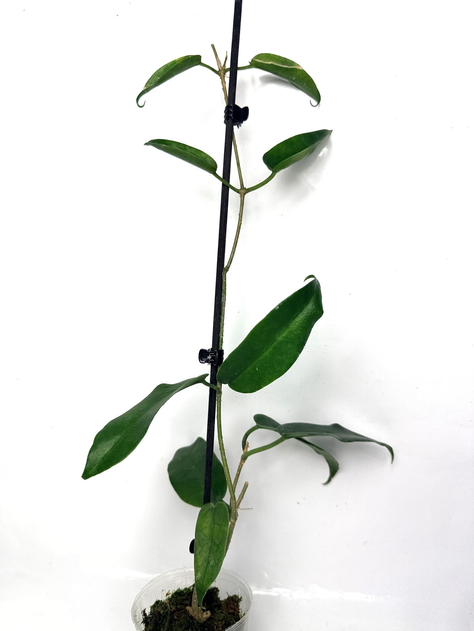 hoya_archboldiana_white