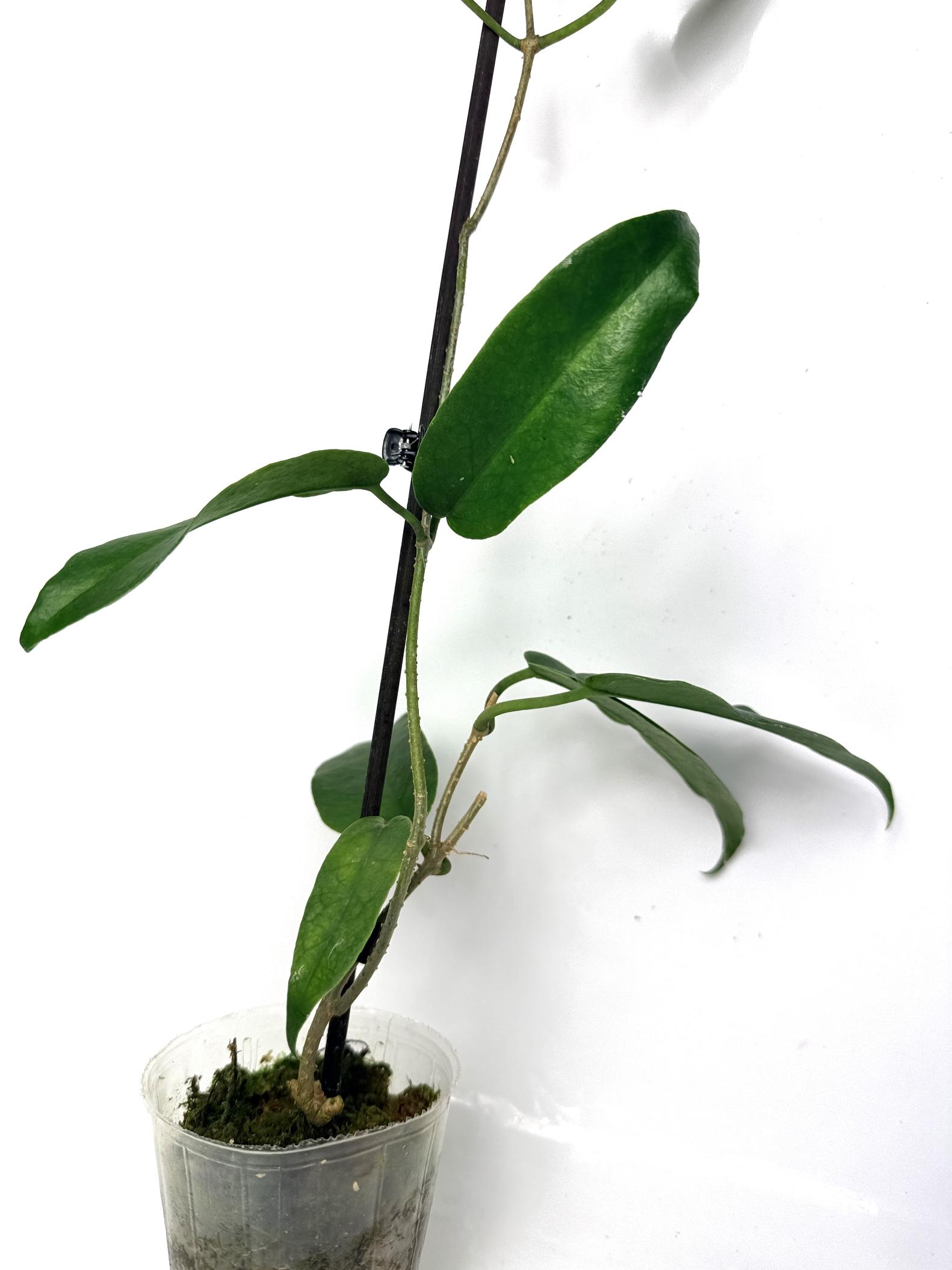 hoya_archboldiana_white