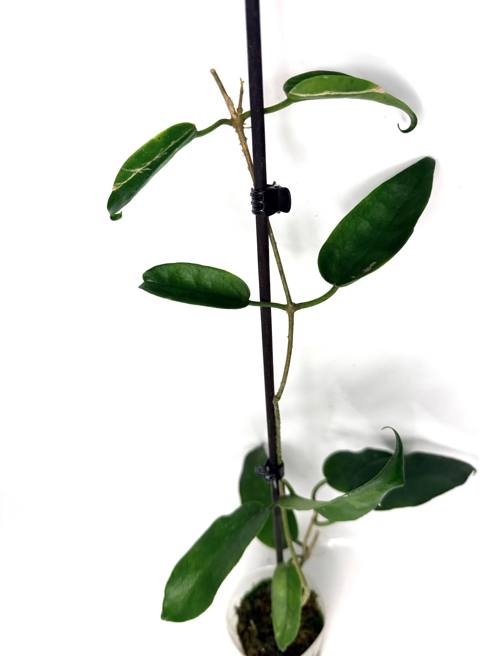 hoya_archboldiana_white