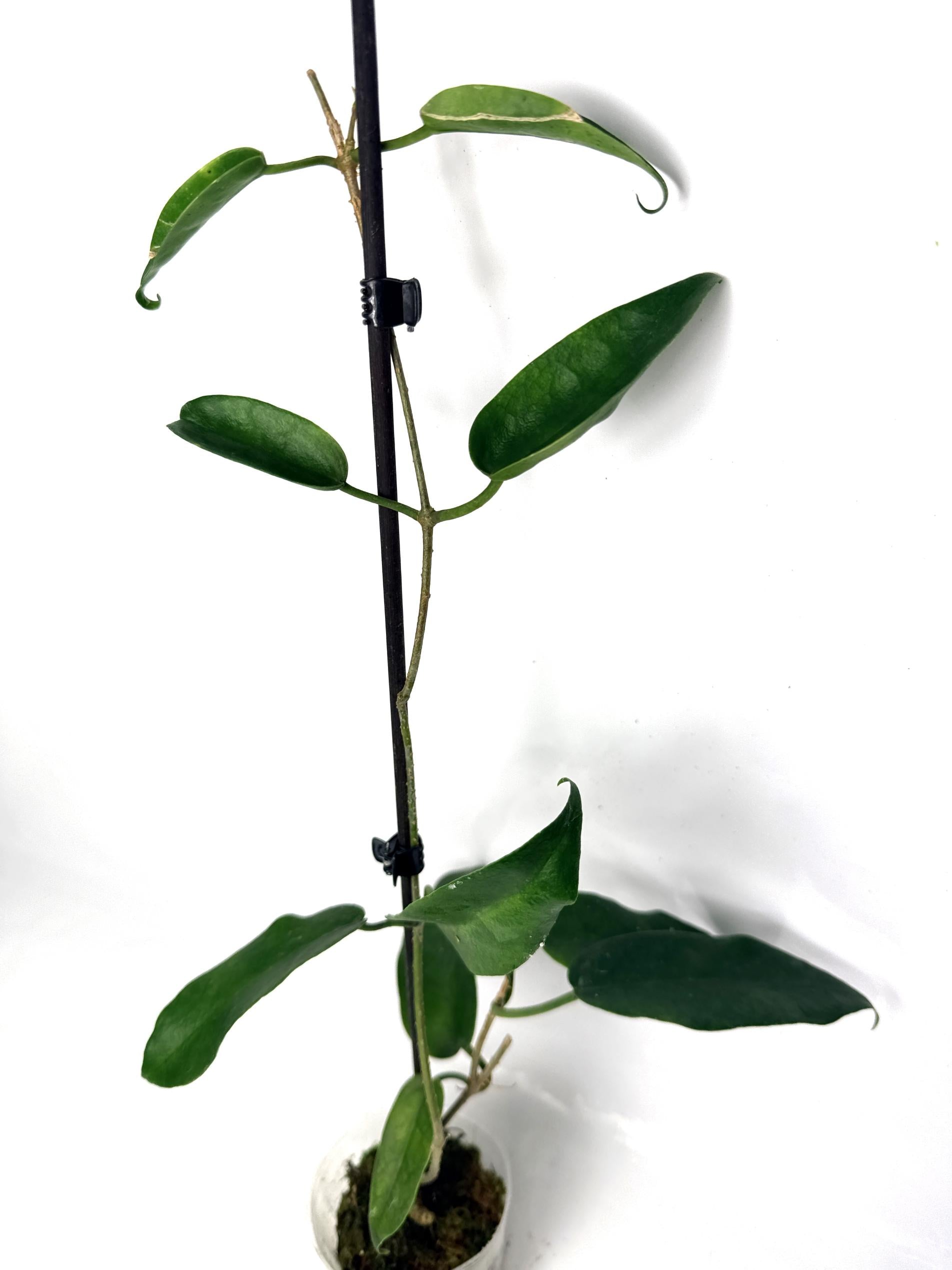 hoya_archboldiana_white