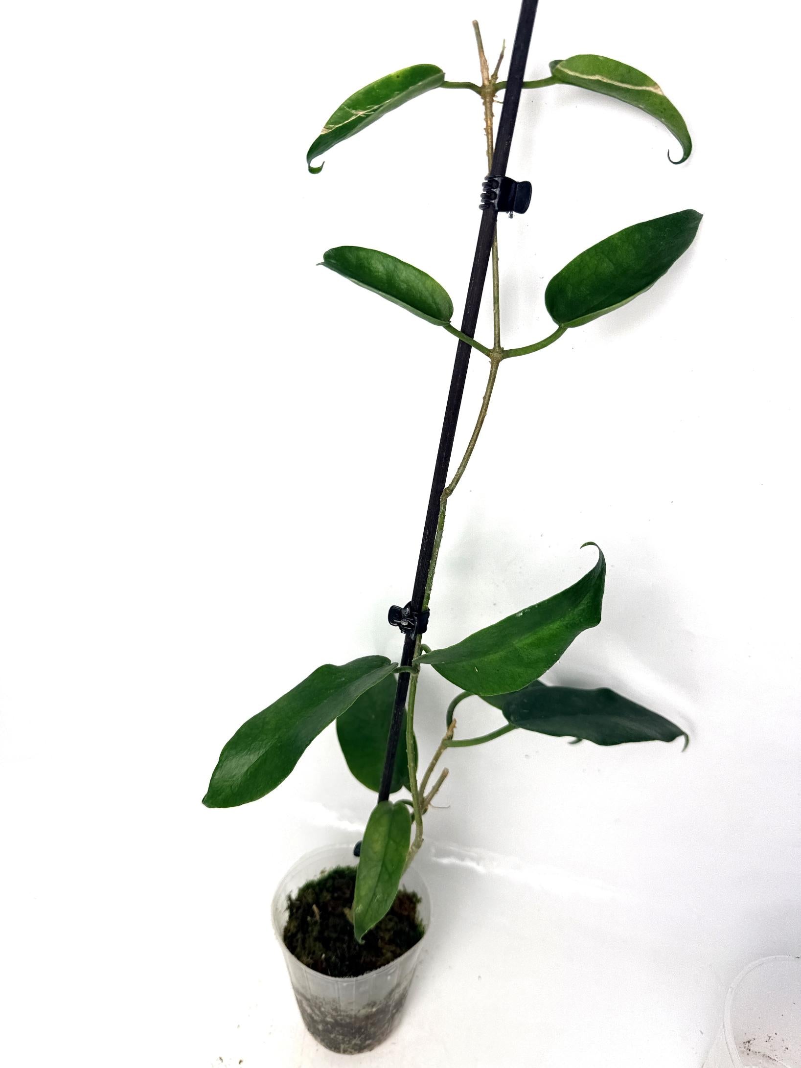 hoya_archboldiana_white