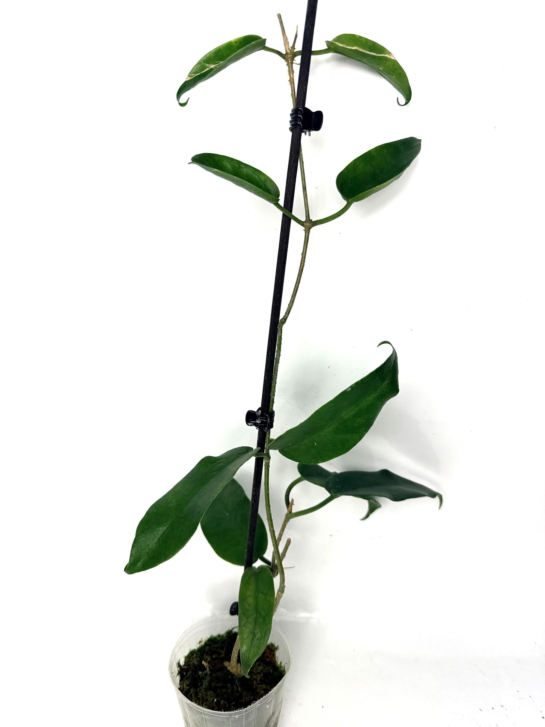 hoya_archboldiana_white