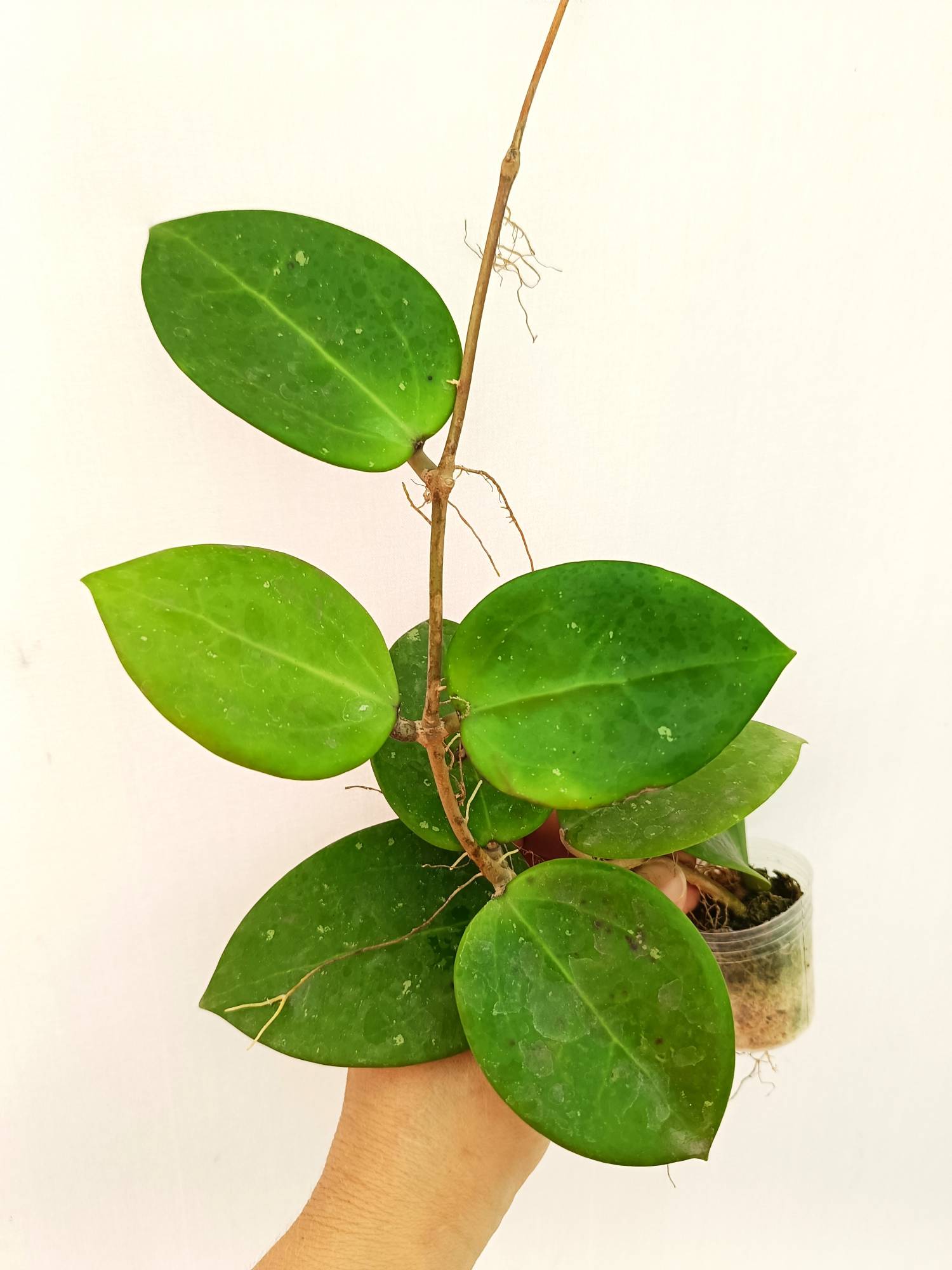 Hoya BP 02