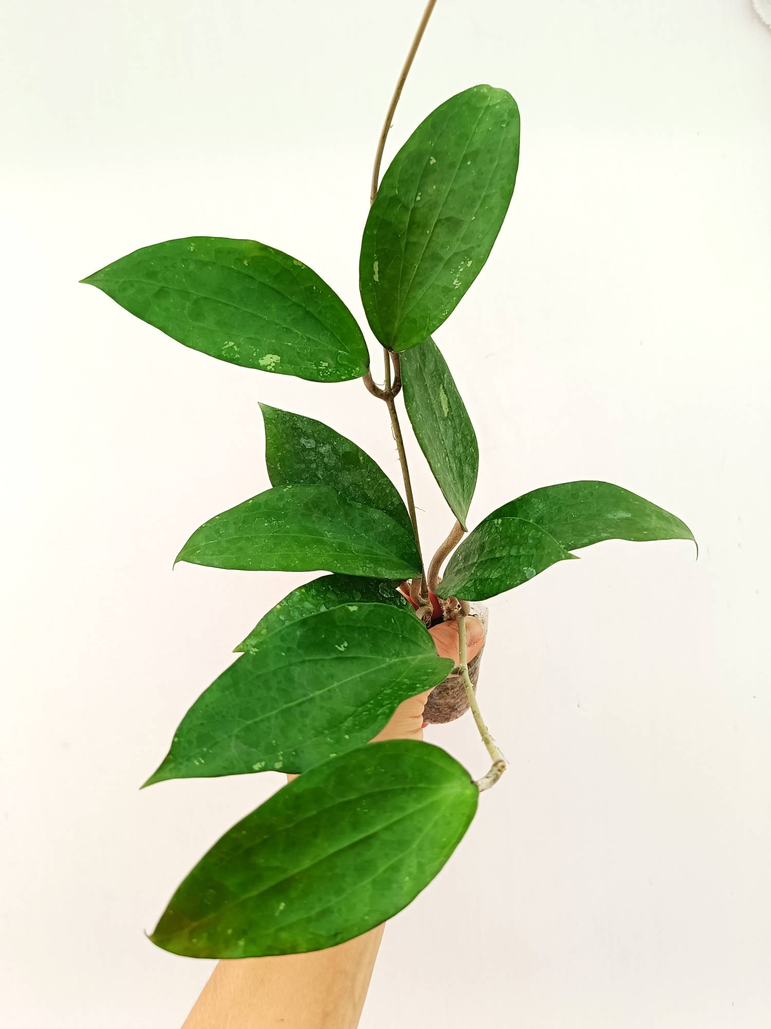 Hoya Cinnamomifolia var. Purpureo Fusca