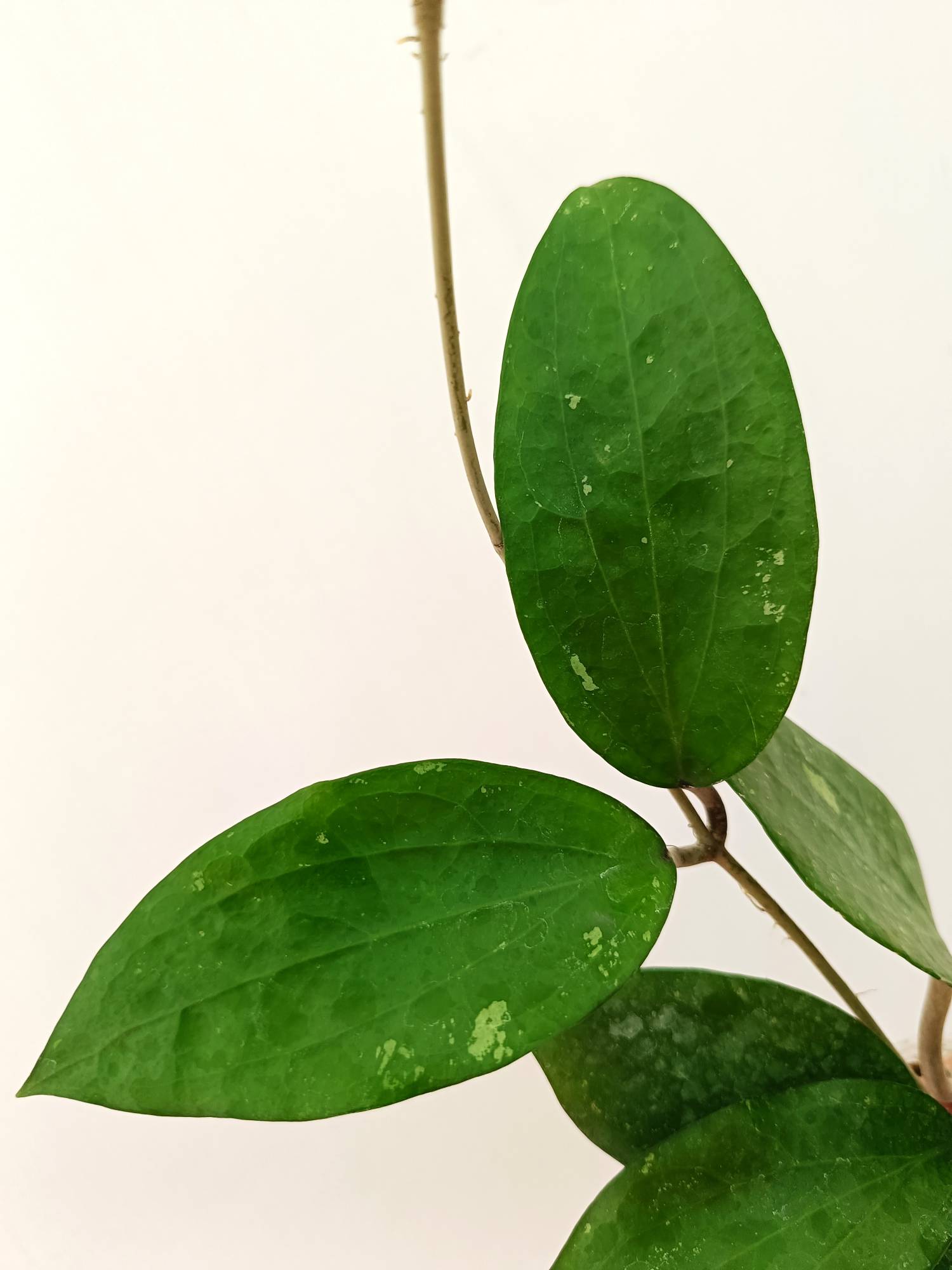 Hoya Cinnamomifolia var. Purpureo Fusca