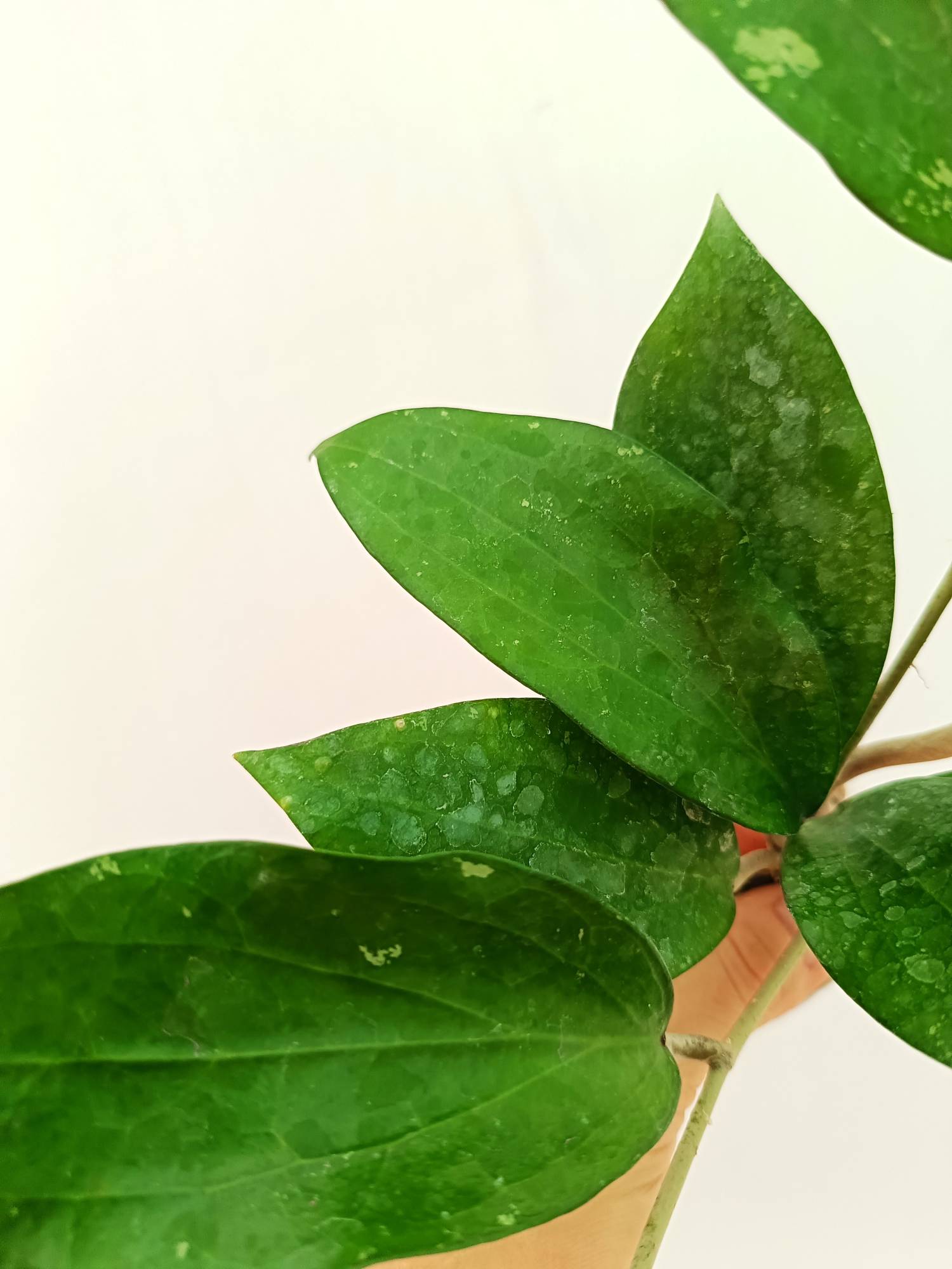 Hoya Cinnamomifolia var. Purpureo Fusca