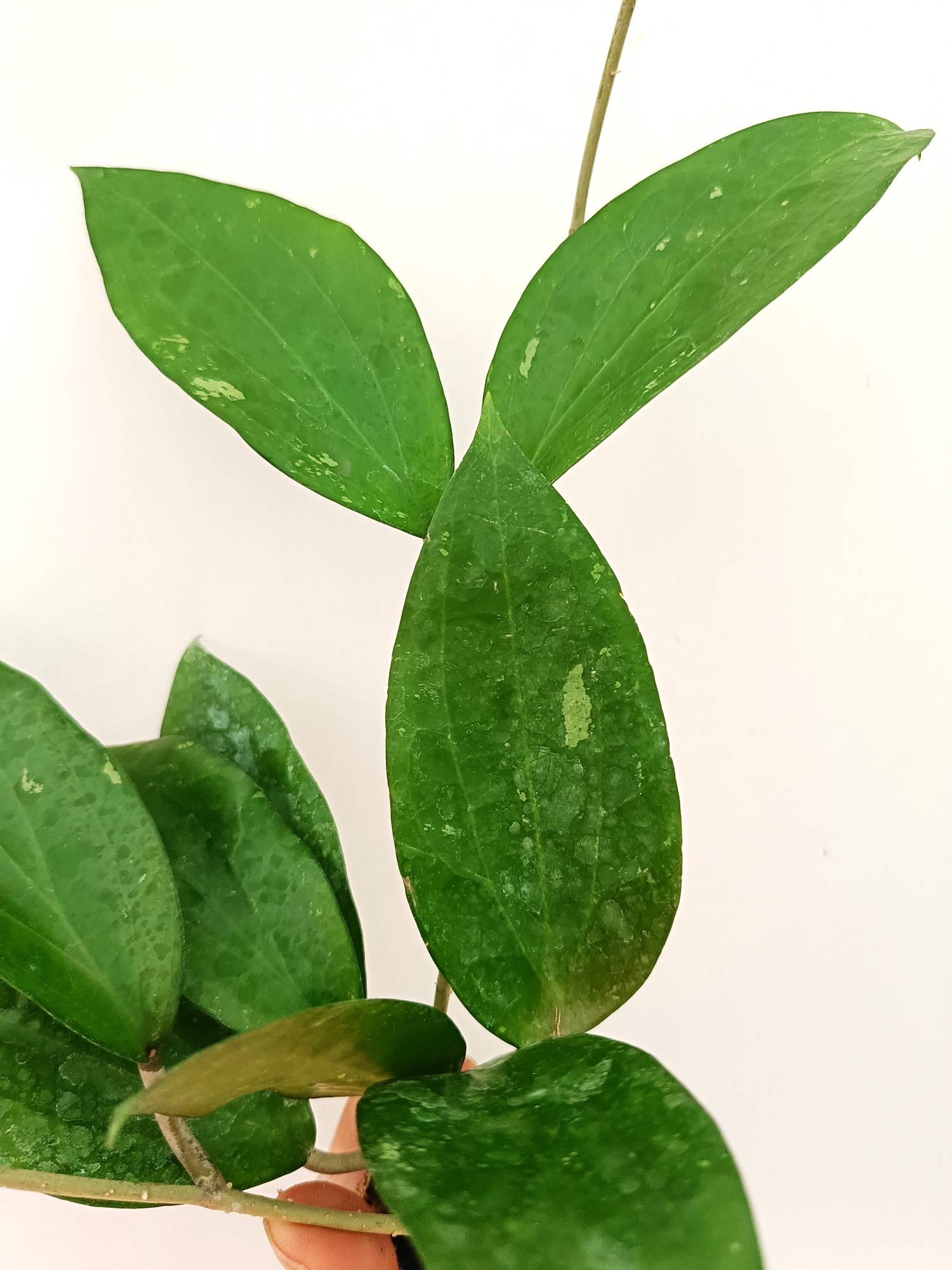 Hoya Cinnamomifolia var. Purpureo Fusca