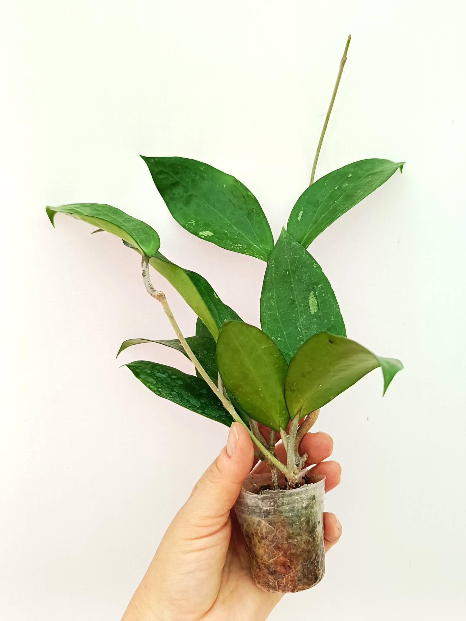 Hoya Cinnamomifolia var. Purpureo Fusca