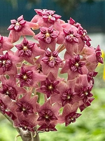 Hoya Cinnamomifolia var. Purpureo Fusca flower
