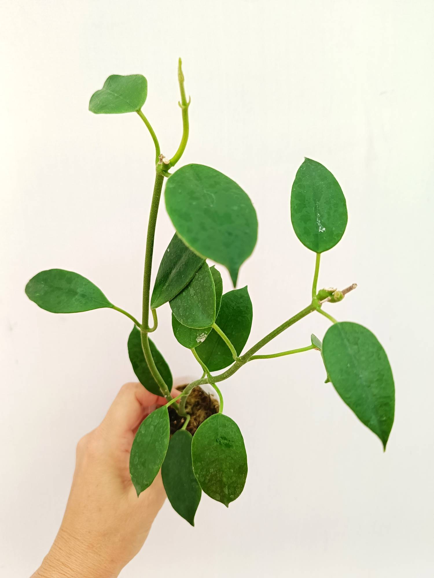 Hoya Coronaria &#39;All Red&#39;
