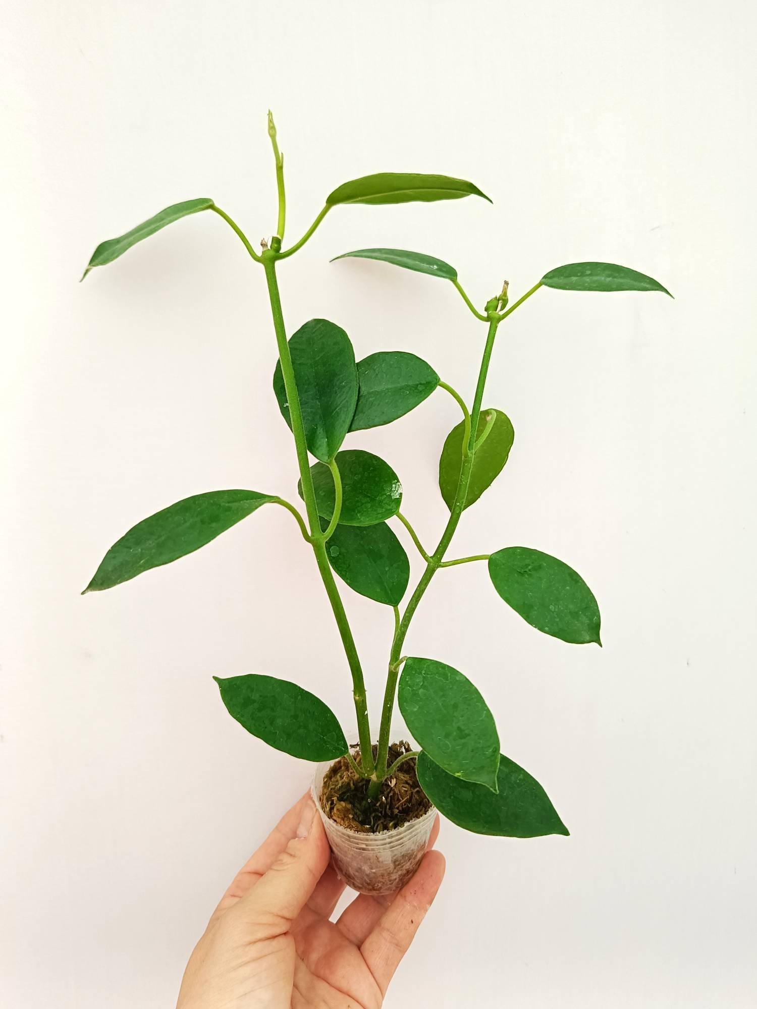 Hoya Coronaria 'All Red'