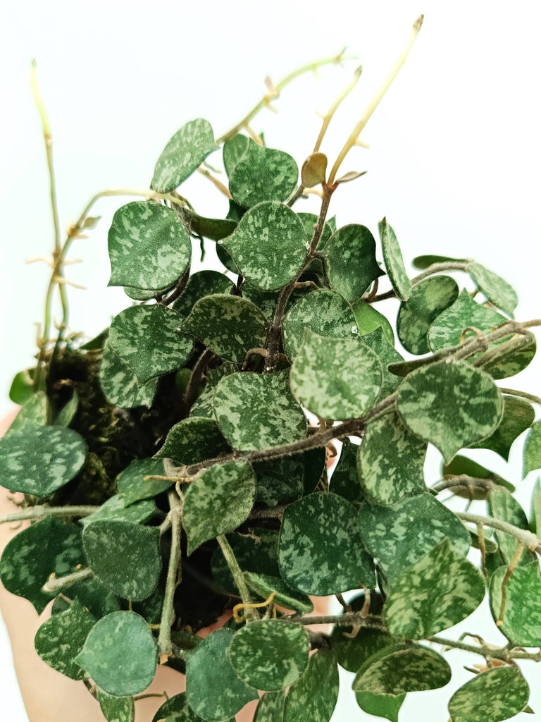 Hoya curtisii