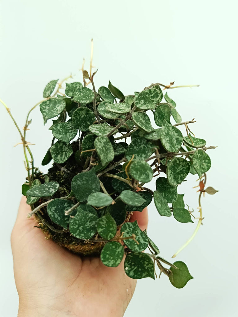 Hoya curtisii