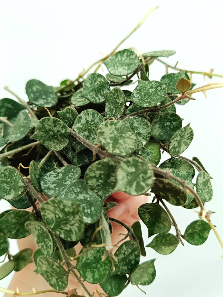 Hoya curtisii
