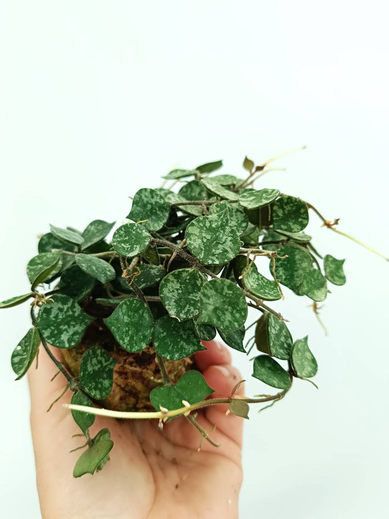 Hoya curtisii