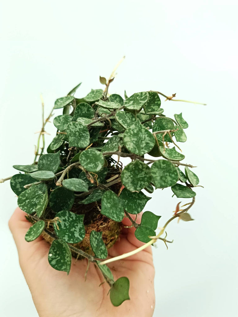 Hoya curtisii
