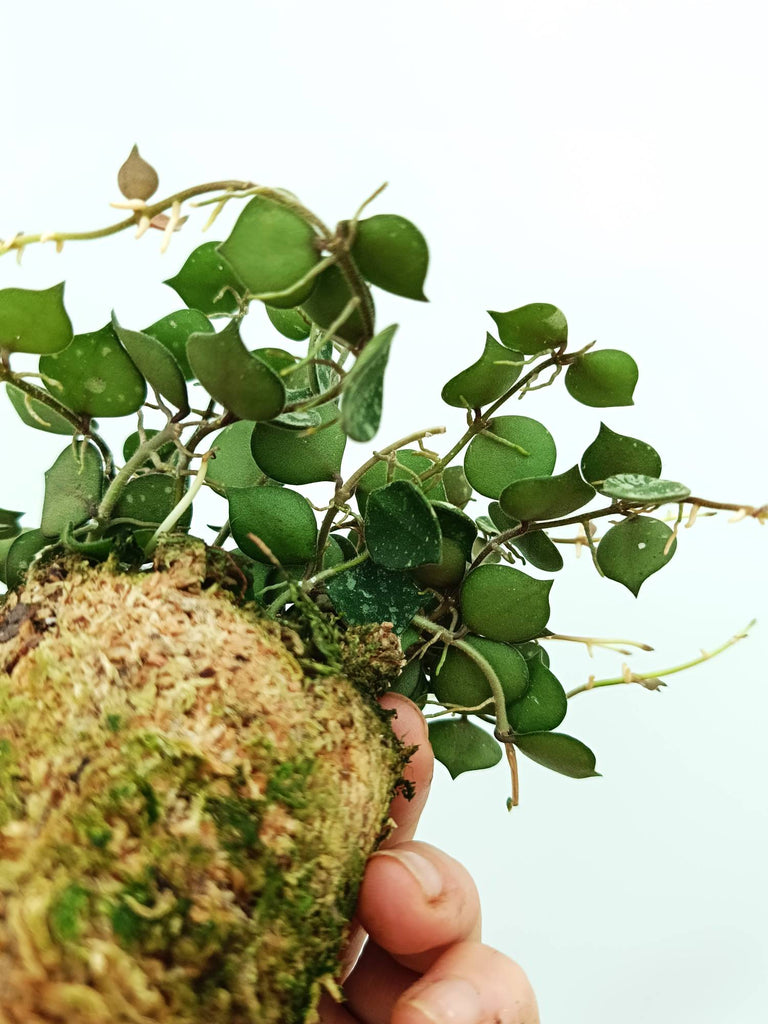 Hoya curtisii