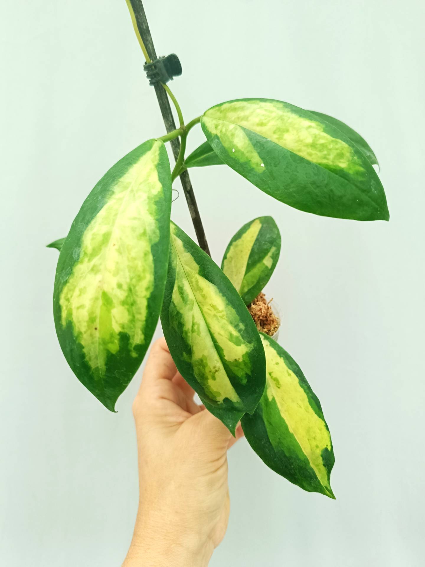 Hoya Incrassata variegata