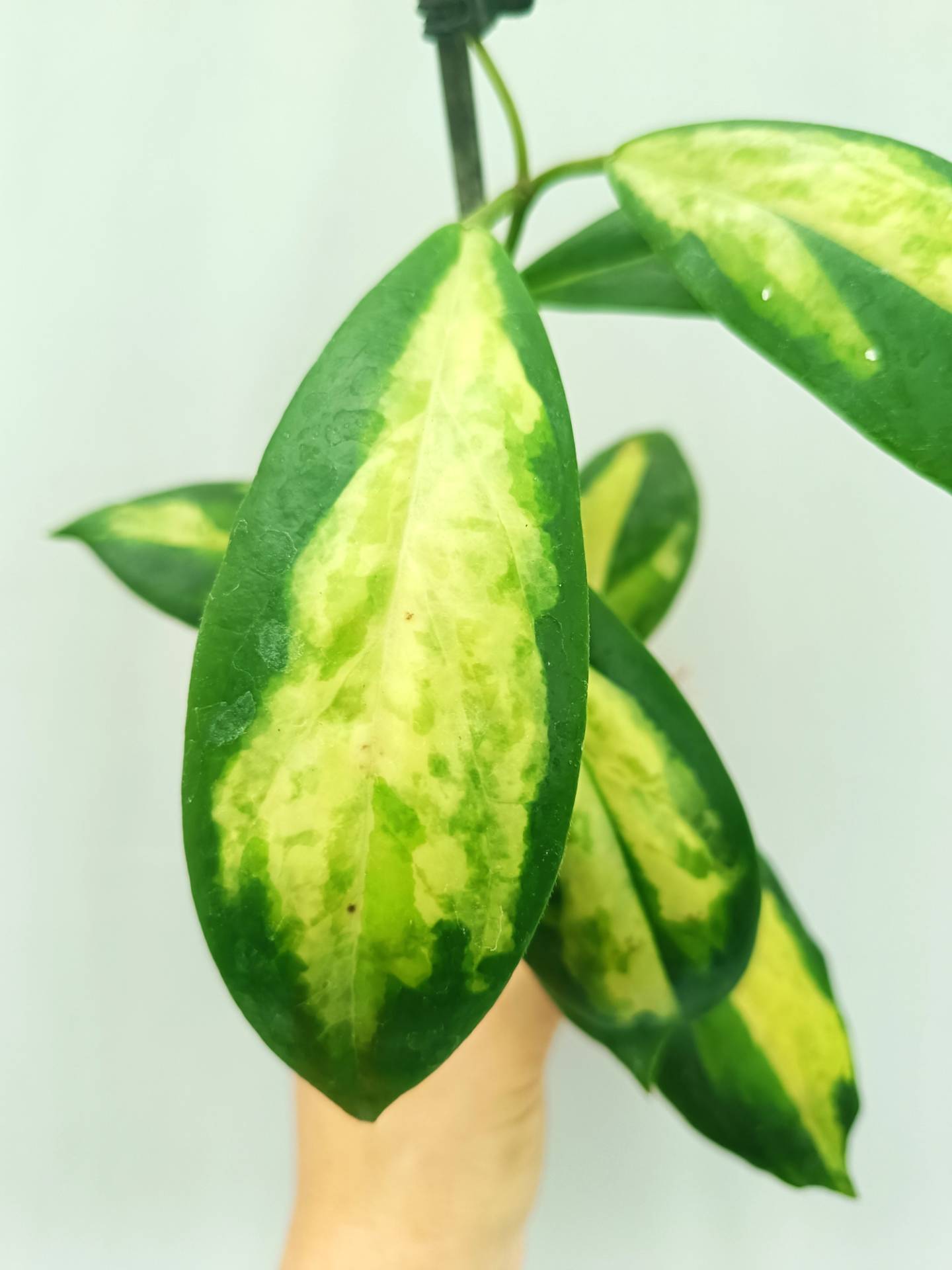 Hoya Incrassata variegata