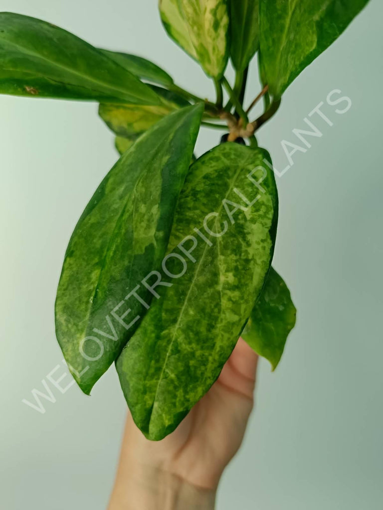Hoya incrassata variegata