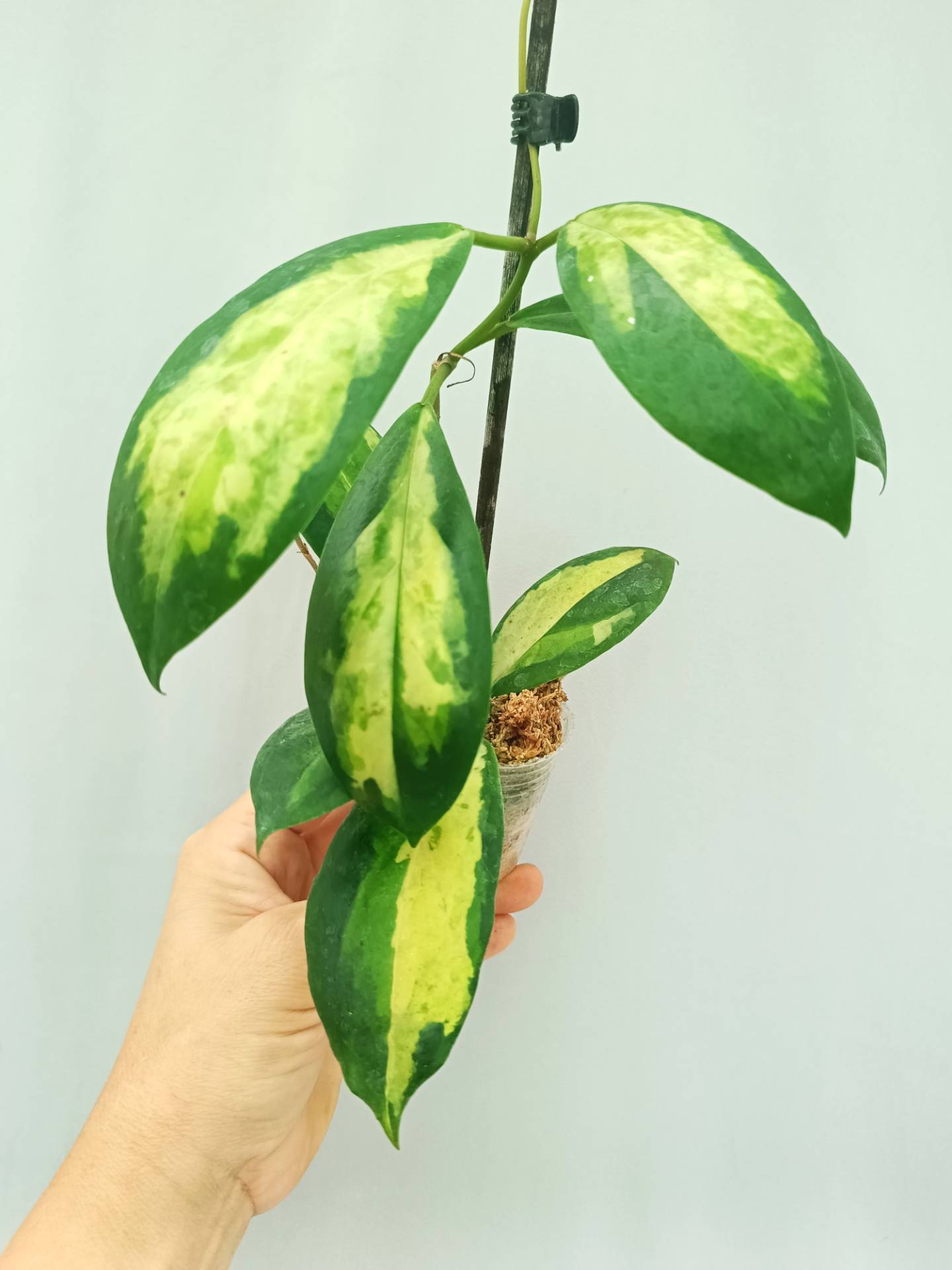 Hoya Incrassata variegata