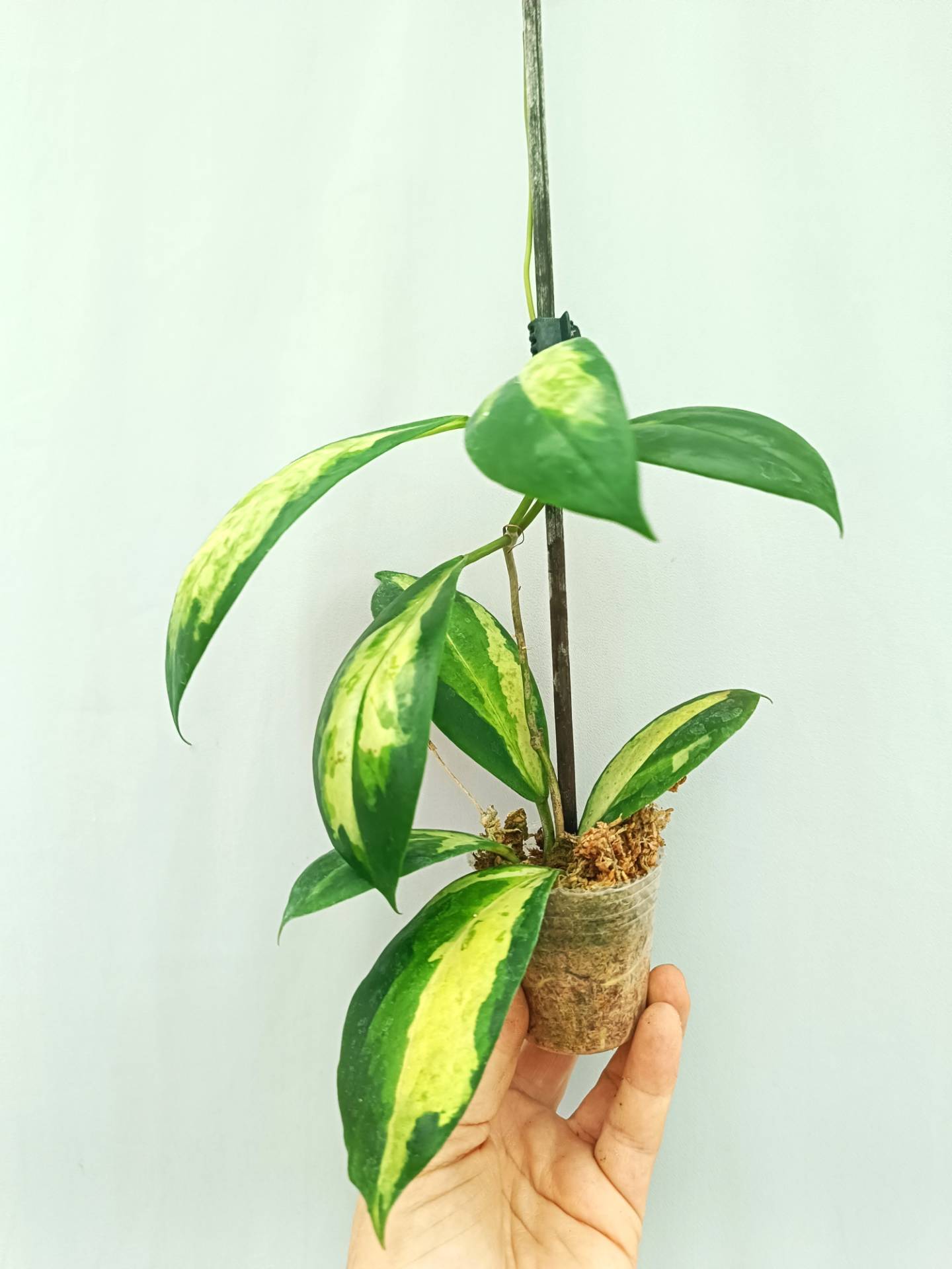 Hoya Incrassata variegata