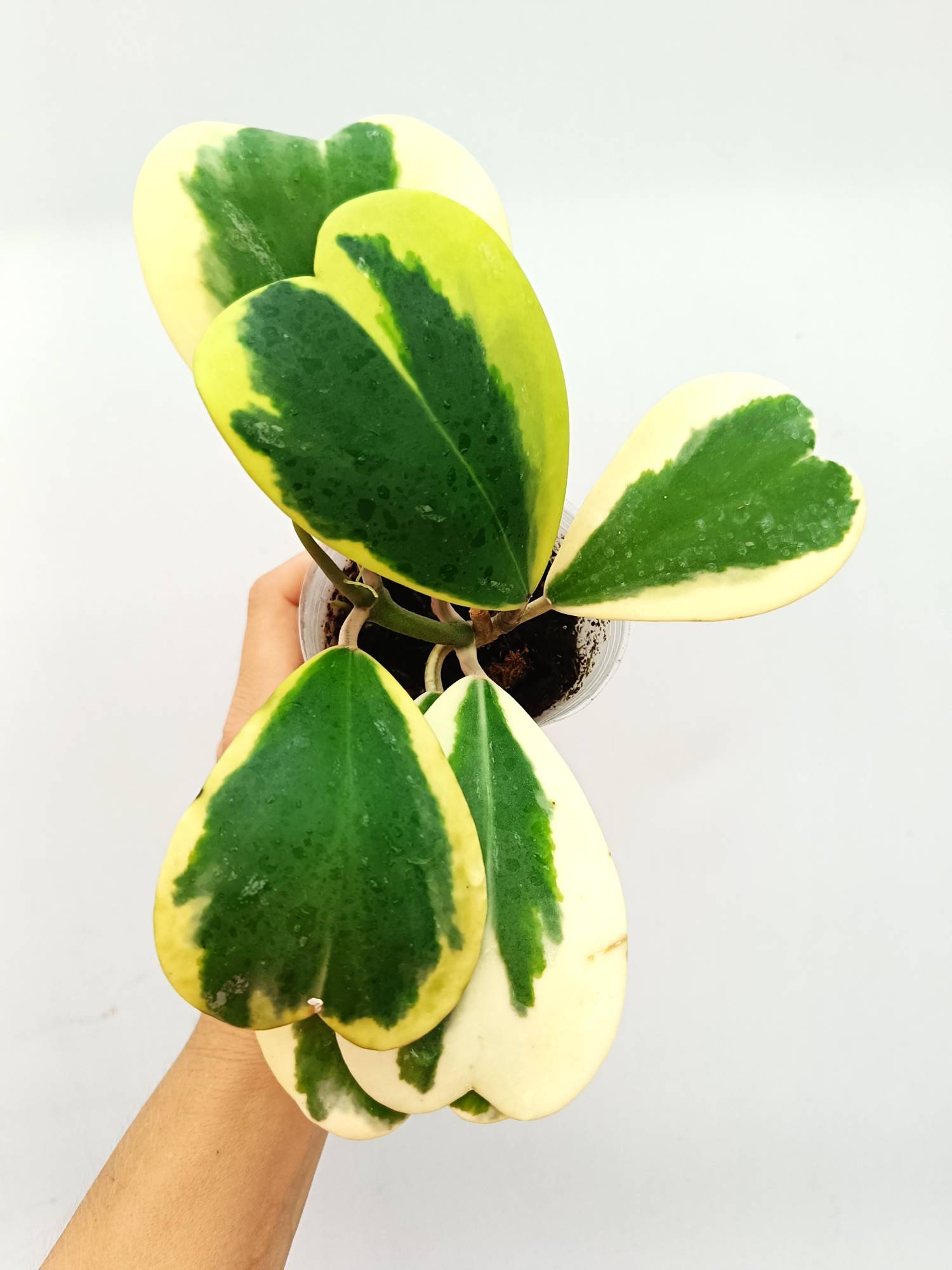 Hoya Kerrii variegata