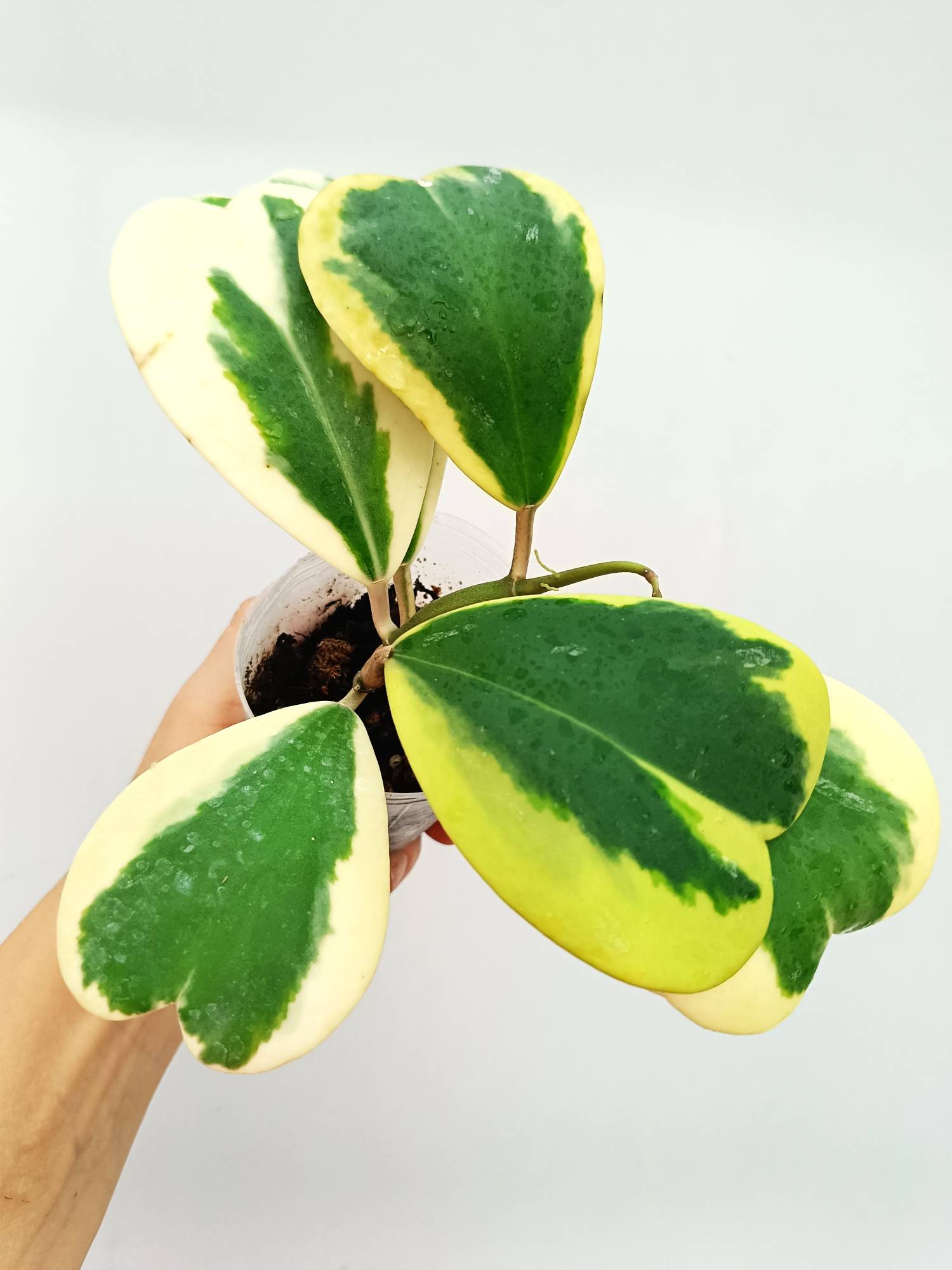 Hoya Kerrii variegata